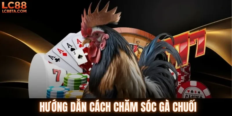 Hướng dẫn cách chăm sóc gà chuối